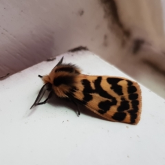 Ardices curvata (Crimson Tiger Moth) at Fyshwick, ACT - 30 Jan 2022 by MatthewFrawley