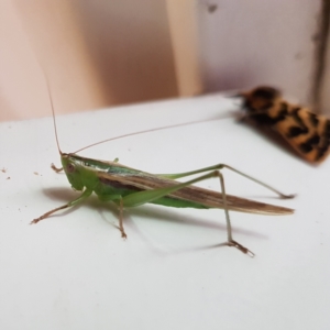 Conocephalus semivittatus at Fyshwick, ACT - 30 Jan 2022 12:22 PM