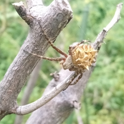 Backobourkia sp. (genus) (An orb weaver) at Kambah, ACT - 31 Jan 2022 by RosemaryRoth