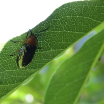 Lamprolina impressicollis (Pittosporum leaf beetle) at Lilli Pilli, NSW - 20 Dec 2021 by Amata