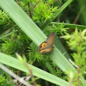 Hypocysta metirius at South Durras, NSW - 22 Dec 2021 11:05 AM