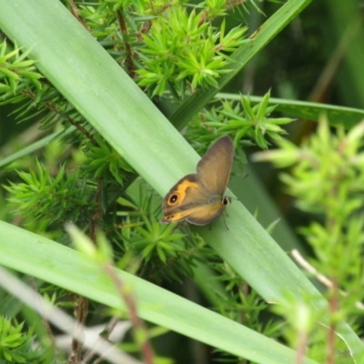 Hypocysta metirius (Brown Ringlet) at Murramarang National Park - 22 Dec 2021 by Birdy