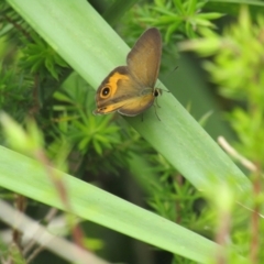Hypocysta metirius at South Durras, NSW - 22 Dec 2021 11:05 AM