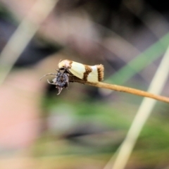 Oecophoridae (family) at Wodonga - 29 Jan 2022 by KylieWaldon