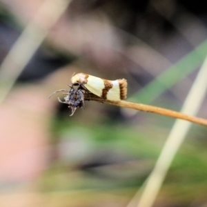 Chrysonoma fascialis at Wodonga, VIC - 30 Jan 2022 08:23 AM