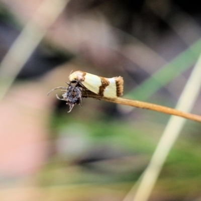 Oecophoridae (family) at Wodonga - 29 Jan 2022 by KylieWaldon