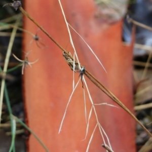 Chrysonoma fascialis at Wodonga, VIC - 30 Jan 2022 08:23 AM