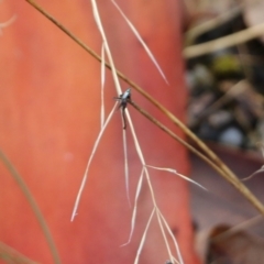 Unidentified True fly (Diptera) at Wodonga - 29 Jan 2022 by KylieWaldon