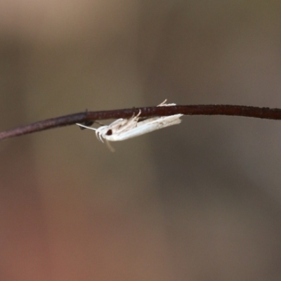 Unidentified Concealer moth (Oecophoridae) at Wodonga, VIC - 29 Jan 2022 by KylieWaldon