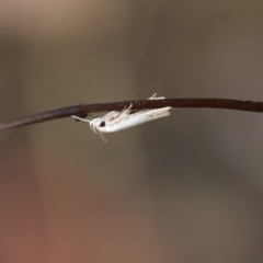 Unidentified Moth (Lepidoptera) (TBC) at Wodonga, VIC - 29 Jan 2022 by KylieWaldon