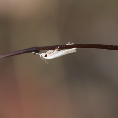 Zacorus carus at Wodonga, VIC - 29 Jan 2022 by KylieWaldon