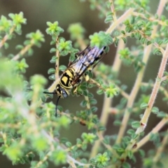 Agriomyia sp. (genus) (Yellow flower wasp) at Wodonga, VIC - 30 Jan 2022 by KylieWaldon