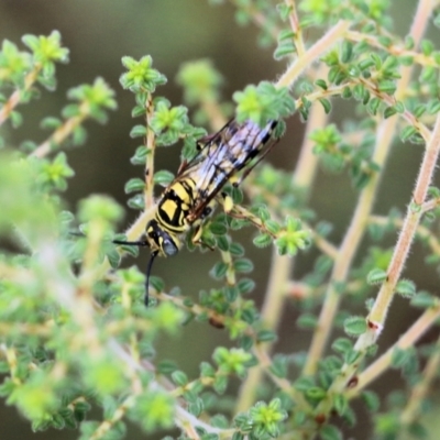 Agriomyia sp. (genus) (Yellow flower wasp) at Wodonga - 29 Jan 2022 by KylieWaldon