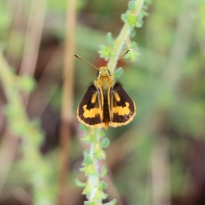 Ocybadistes walkeri (Green Grass-dart) at Jack Perry Reserve - 29 Jan 2022 by KylieWaldon