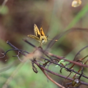 Ocybadistes walkeri at Wodonga, VIC - 30 Jan 2022 08:32 AM