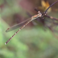 Austrolestes analis (Slender Ringtail) at Wodonga, VIC - 29 Jan 2022 by KylieWaldon