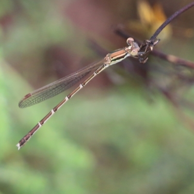 Austrolestes analis (Slender Ringtail) at Wodonga, VIC - 29 Jan 2022 by KylieWaldon