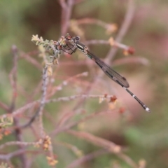 Austrolestes leda at Wodonga, VIC - 29 Jan 2022 by KylieWaldon