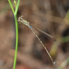 Unidentified Damselfly (Zygoptera) at Wodonga - 29 Jan 2022 by KylieWaldon
