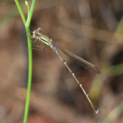 Unidentified Damselfly (Zygoptera) at Wodonga, VIC - 29 Jan 2022 by KylieWaldon