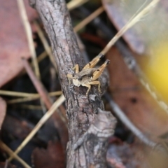 Phaulacridium vittatum (Wingless Grasshopper) at Jack Perry Reserve - 29 Jan 2022 by KylieWaldon