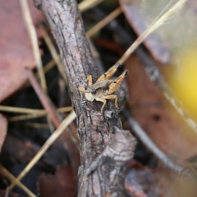 Phaulacridium vittatum (Wingless Grasshopper) at Wodonga, VIC - 29 Jan 2022 by KylieWaldon