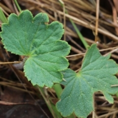 Hydrocotyle laxiflora (Stinking Pennywort) at Wodonga - 29 Jan 2022 by KylieWaldon