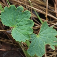 Hydrocotyle laxiflora (Stinking Pennywort) at Jack Perry Reserve - 29 Jan 2022 by KylieWaldon