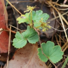 Hydrocotyle laxiflora at Wodonga, VIC - 30 Jan 2022 08:42 AM