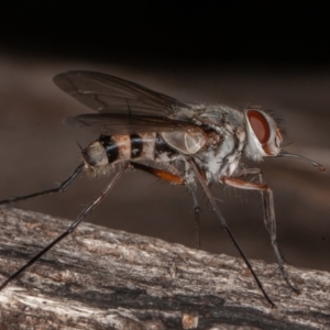 Prosena sp. (genus) at Paddys River, ACT - 30 Jan 2022