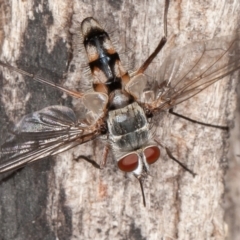 Prosena sp. (genus) at Paddys River, ACT - 30 Jan 2022