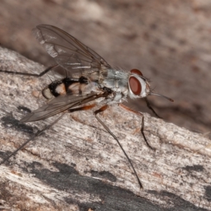 Prosena sp. (genus) at Paddys River, ACT - 30 Jan 2022