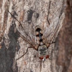 Prosena sp. (genus) at Paddys River, ACT - 30 Jan 2022 09:48 AM