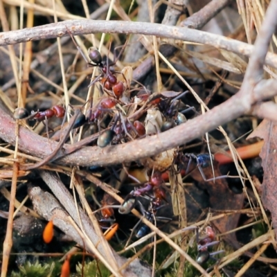 Iridomyrmex purpureus at Wodonga, VIC - 29 Jan 2022 by KylieWaldon