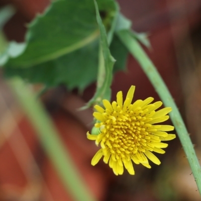 Sonchus oleraceus (Annual Sowthistle) at Wodonga, VIC - 30 Jan 2022 by KylieWaldon