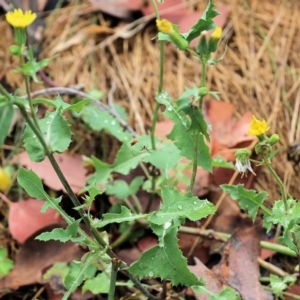 Sonchus oleraceus at Wodonga, VIC - 30 Jan 2022 08:42 AM