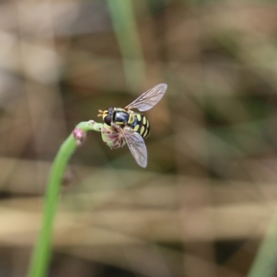 Simosyrphus grandicornis (Common hover fly) at Wodonga - 29 Jan 2022 by KylieWaldon