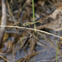 Diplacodes bipunctata (Wandering Percher) at Wodonga, VIC - 30 Jan 2022 by KylieWaldon