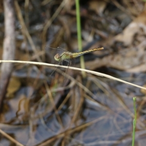 Diplacodes bipunctata at Wodonga, VIC - 30 Jan 2022