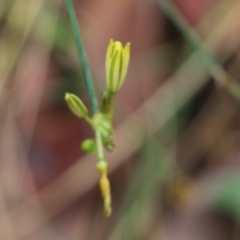 Tricoryne elatior (Yellow Rush Lily) at Wodonga, VIC - 29 Jan 2022 by KylieWaldon