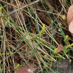 Tricoryne elatior at Wodonga, VIC - 30 Jan 2022 08:40 AM