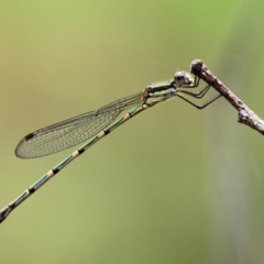 Unidentified Damselfly (Zygoptera) at Wodonga, VIC - 29 Jan 2022 by KylieWaldon