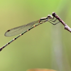 Austrolestes leda at Wodonga, VIC - 30 Jan 2022 08:48 AM