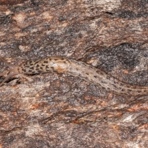 Limax maximus at Paddys River, ACT - 30 Jan 2022