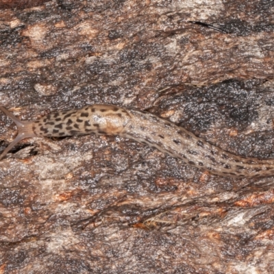 Limax maximus (Leopard Slug, Great Grey Slug) at Tidbinbilla Nature Reserve - 29 Jan 2022 by rawshorty