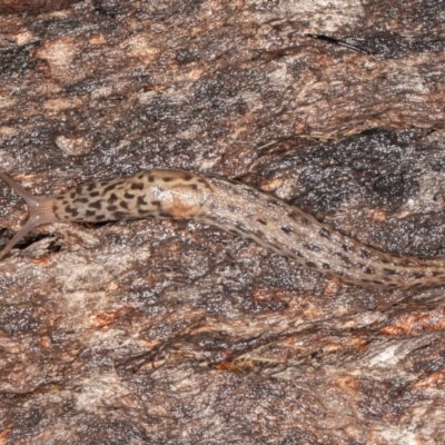 Limax maximus (Leopard Slug, Great Grey Slug) at Paddys River, ACT - 30 Jan 2022 by rawshorty