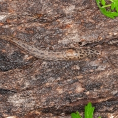 Limax maximus at Paddys River, ACT - 30 Jan 2022 09:12 AM