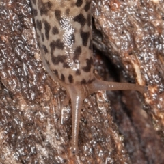 Limax maximus at Paddys River, ACT - 30 Jan 2022 09:12 AM