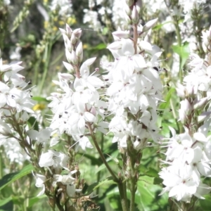 Veronica derwentiana at Cotter River, ACT - 20 Jan 2022