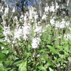 Veronica derwentiana at Cotter River, ACT - 20 Jan 2022